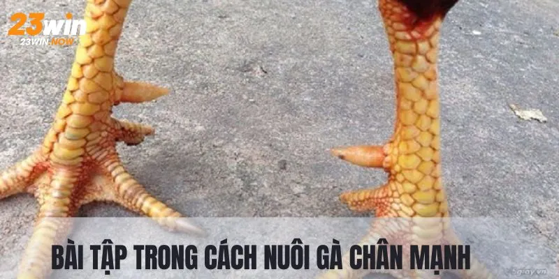 Luật Đá Gà Thomo | Hướng Dẫn Chi Tiết Nhất Từ Sân Chơi 23Win 10 Bài tập cho trong cách nuôi gà chân mạnh