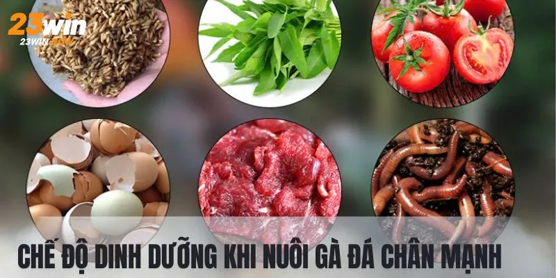 Luật Đá Gà Thomo | Hướng Dẫn Chi Tiết Nhất Từ Sân Chơi 23Win 9 Cách nuôi gà chân mạnh cần quan tâm đến nguồn dinh dưỡng
