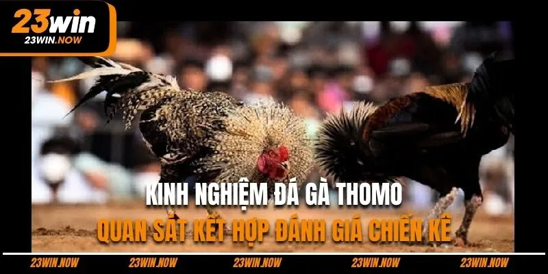 Trường Gà Thomo Ở Đâu - Kinh Đô Chọi Kê Top 1 Đông Nam Á 11 kinh nghiệm đánh giá chiến kê cẩn thận